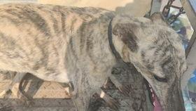 娱乐吃瓜酱细狗,娱乐吃瓜酱带你领略娱乐圈的酸甜苦辣